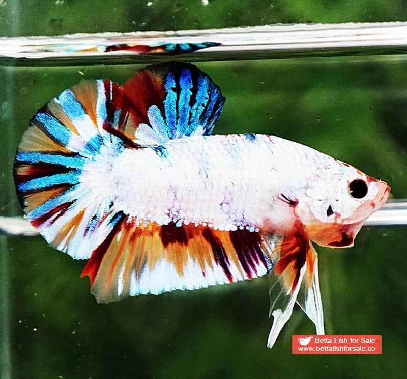 Betta fish HMPK Rainbow Multicolor Candy - Image 5