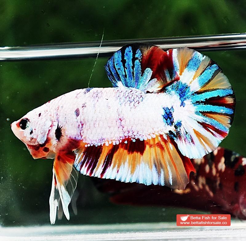 Betta fish HMPK Rainbow Multicolor Candy - Image 4