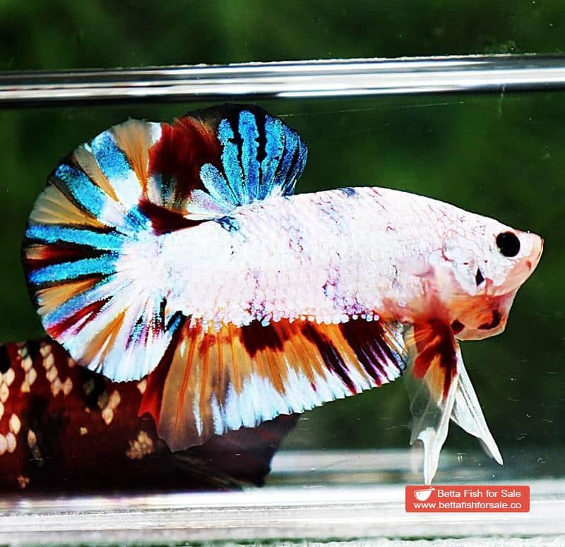Betta fish HMPK Rainbow Multicolor Candy - Image 3