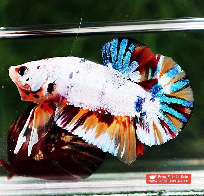 Betta fish HMPK Rainbow Multicolor Candy - Image 2
