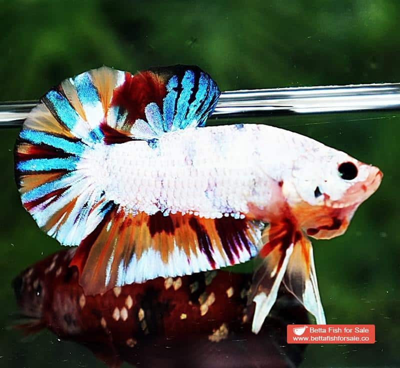 Betta fish HMPK Rainbow Multicolor Candy - Image 6