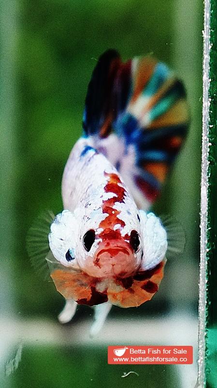 Betta fish HMPK Rainbow Multicolor Candy - Image 7