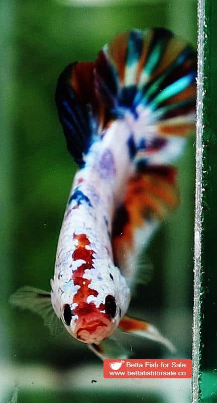 Betta fish HMPK Rainbow Multicolor Candy - Image 8