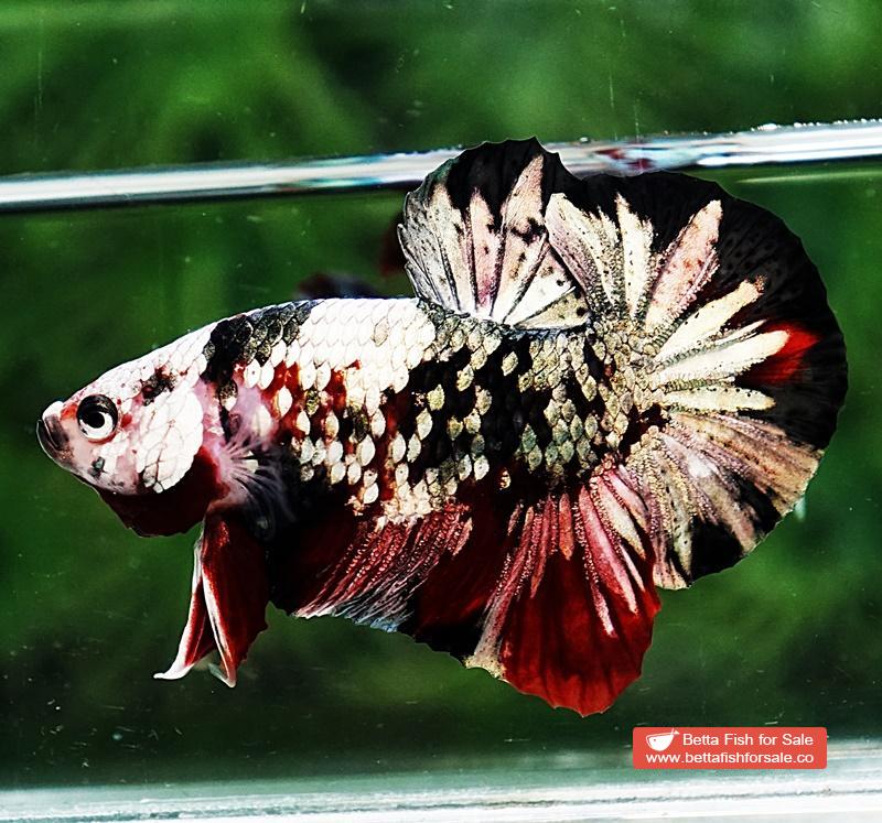 Betta fish OHMPK Red Baron Copper Galaxy - Image 5