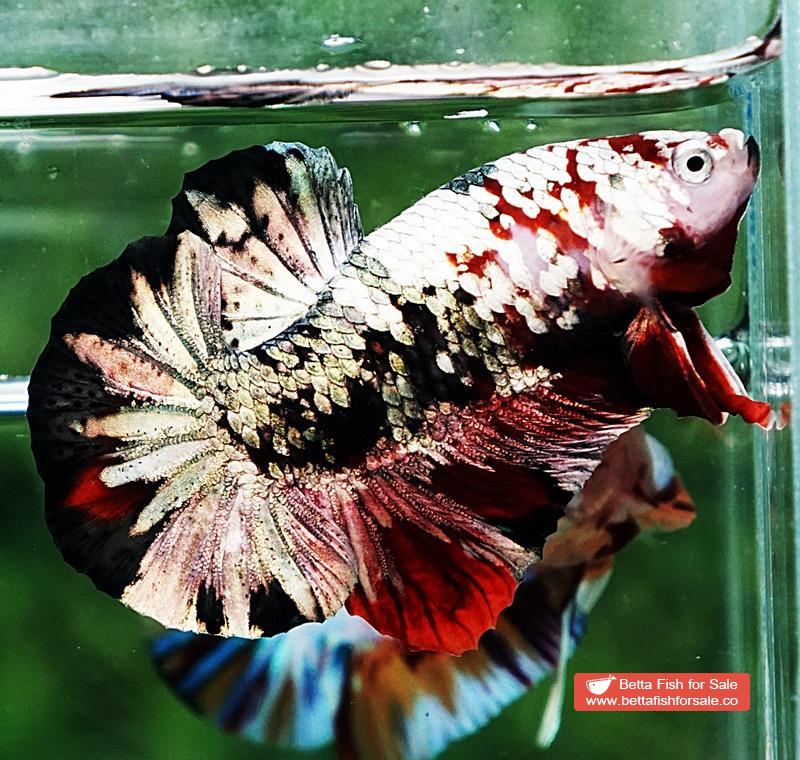 Betta fish OHMPK Red Baron Copper Galaxy - Image 2