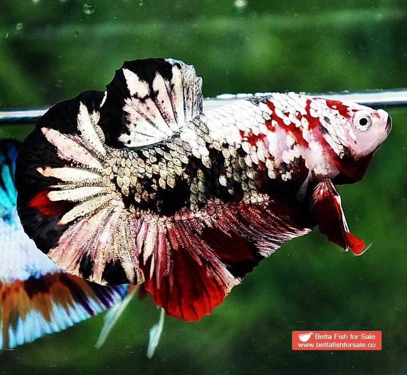 Betta fish OHMPK Red Baron Copper Galaxy - Image 6