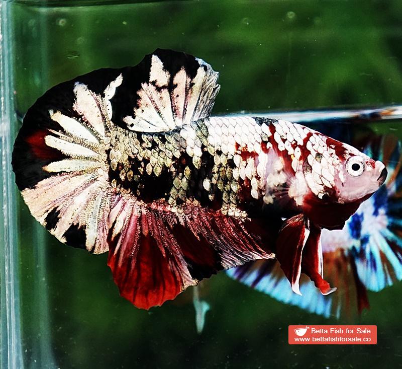 Betta fish OHMPK Red Baron Copper Galaxy - Image 4