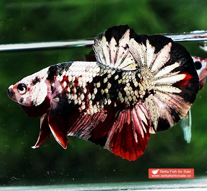 Betta fish OHMPK Red Baron Copper Galaxy - Image 3