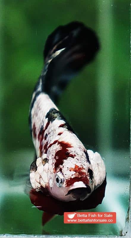 Betta fish OHMPK Red Baron Copper Galaxy - Image 7