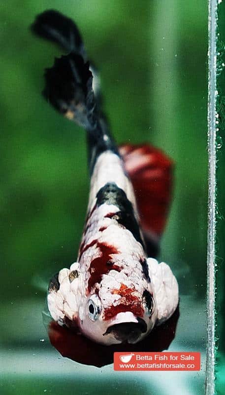 Betta fish OHMPK Red Baron Copper Galaxy - Image 8