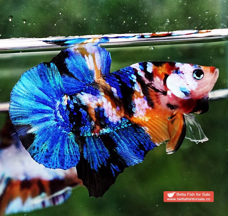 Betta fish HMPK Yellow Blue Tiger Galaxy - Image 2