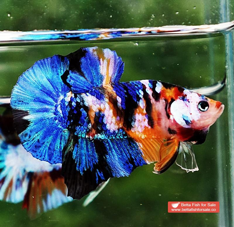 Betta fish HMPK Yellow Blue Tiger Galaxy - Image 4