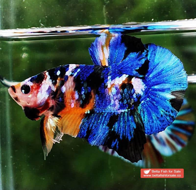 Betta fish HMPK Yellow Blue Tiger Galaxy - Image 3