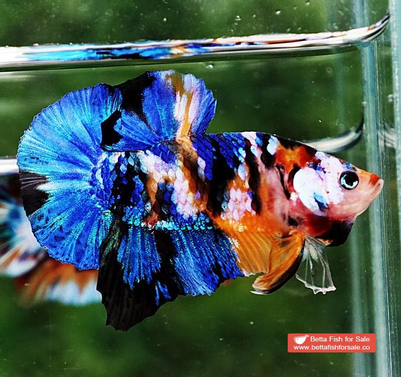 Betta fish HMPK Yellow Blue Tiger Galaxy - Image 6