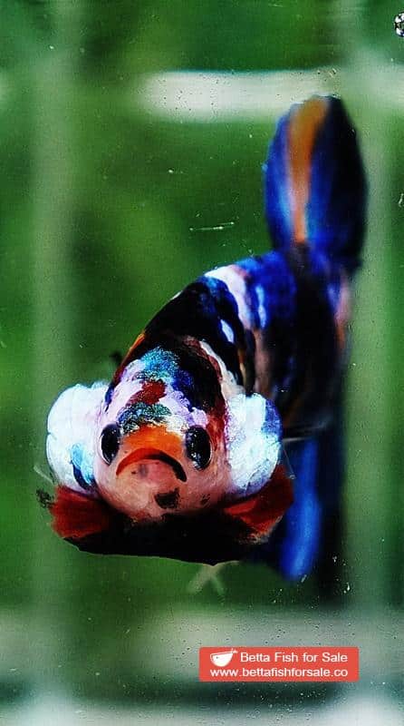 Betta fish HMPK Yellow Blue Tiger Galaxy - Image 7
