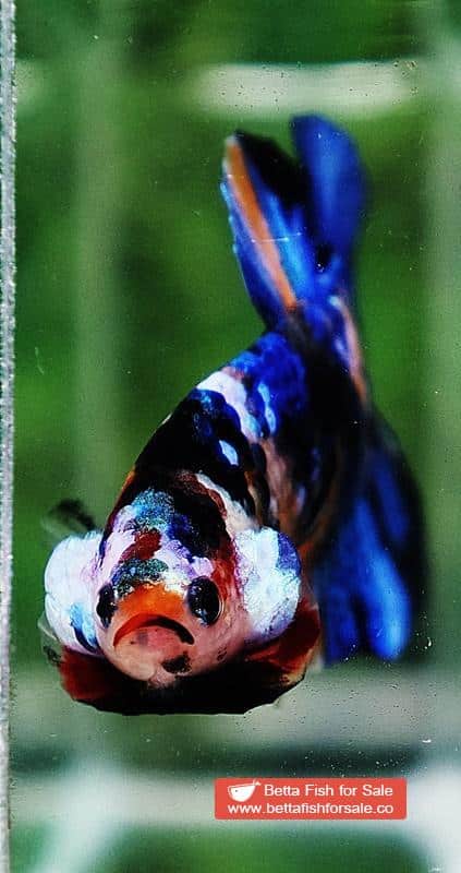 Betta fish HMPK Yellow Blue Tiger Galaxy - Image 8