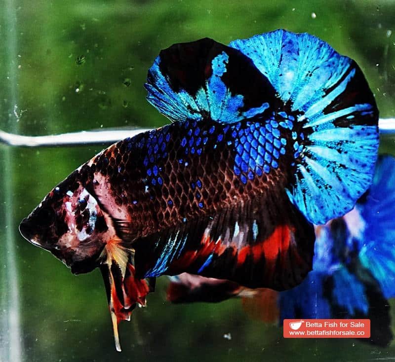 Betta fish OHMPK Avatar Warrior - Image 3