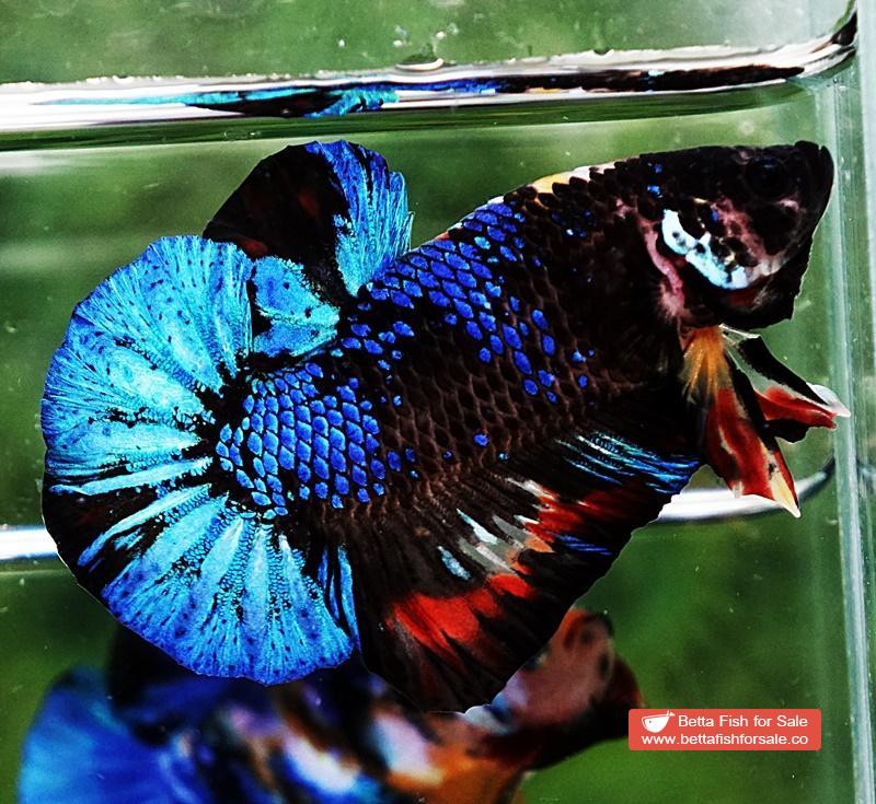 Betta fish OHMPK Avatar Warrior - Image 2
