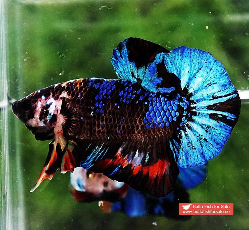 Betta fish OHMPK Avatar Warrior - Image 5