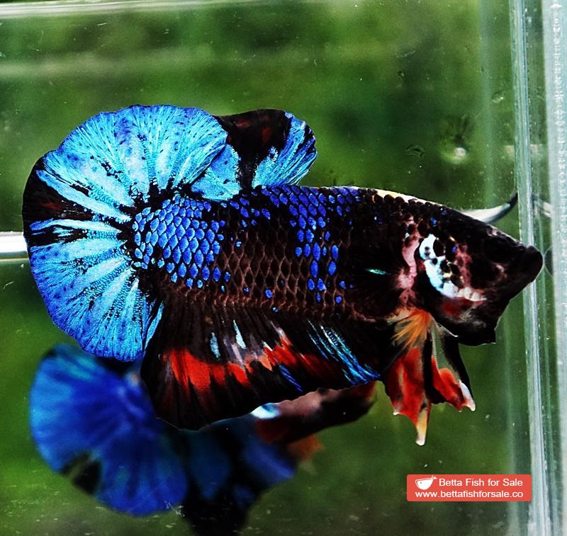 Betta fish OHMPK Avatar Warrior - Image 4