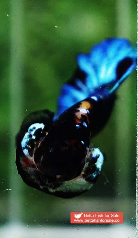 Betta fish OHMPK Avatar Warrior - Image 6