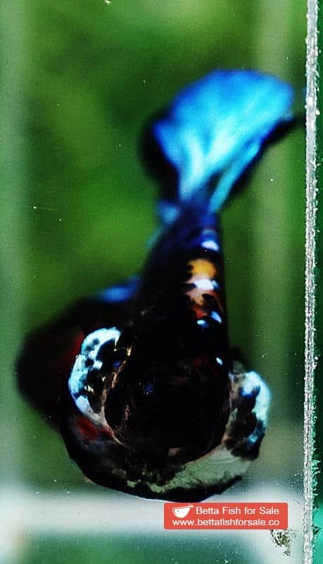 Betta fish OHMPK Avatar Warrior - Image 7