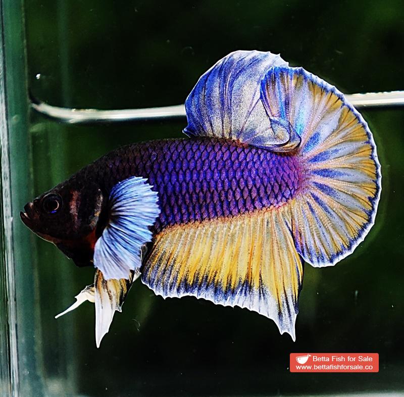 Betta fish HMPK Purple Mustard Gas Dumbo - Image 3