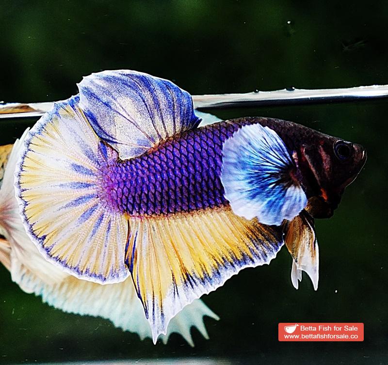 Betta fish HMPK Purple Mustard Gas Dumbo - Image 2