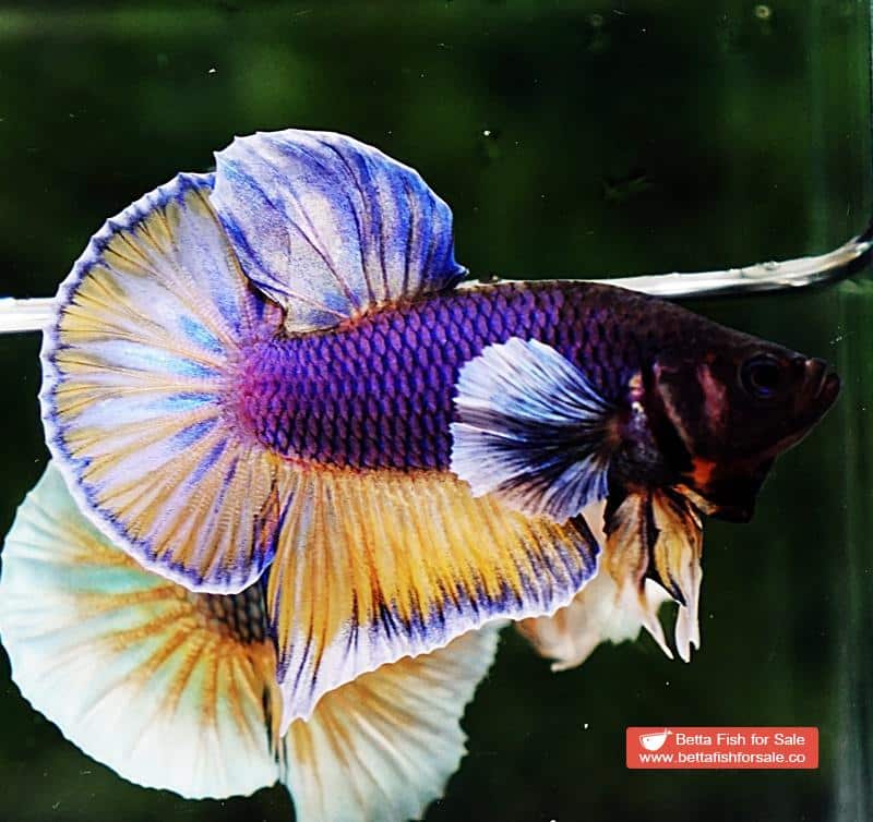 Betta fish HMPK Purple Mustard Gas Dumbo - Image 4