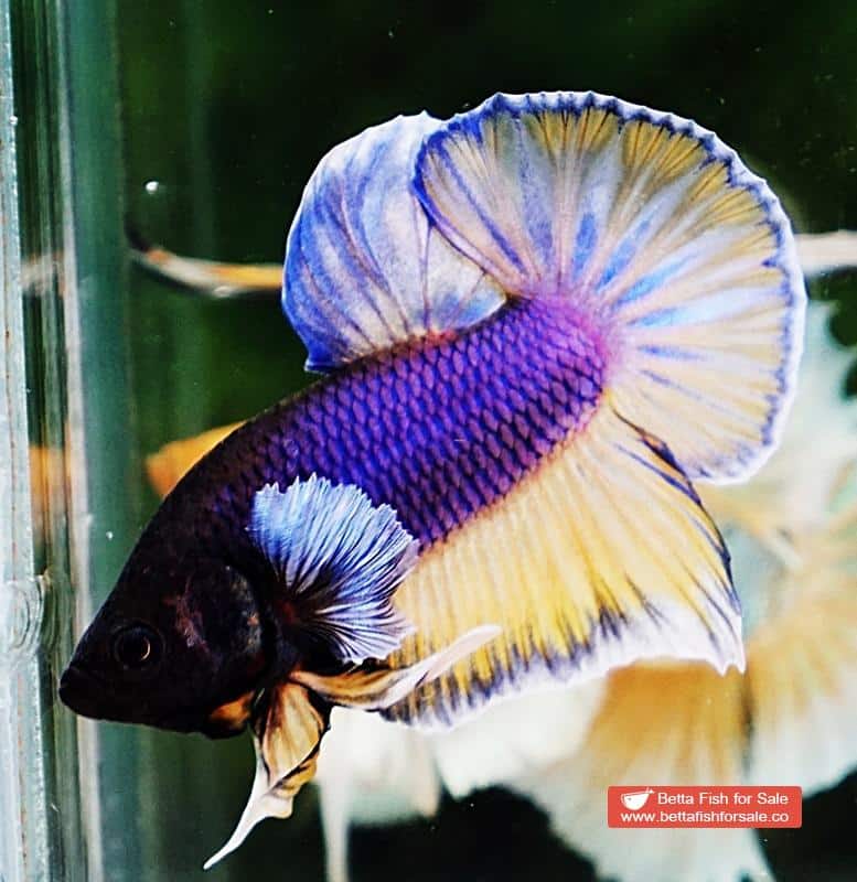 Betta fish HMPK Purple Mustard Gas Dumbo - Image 5