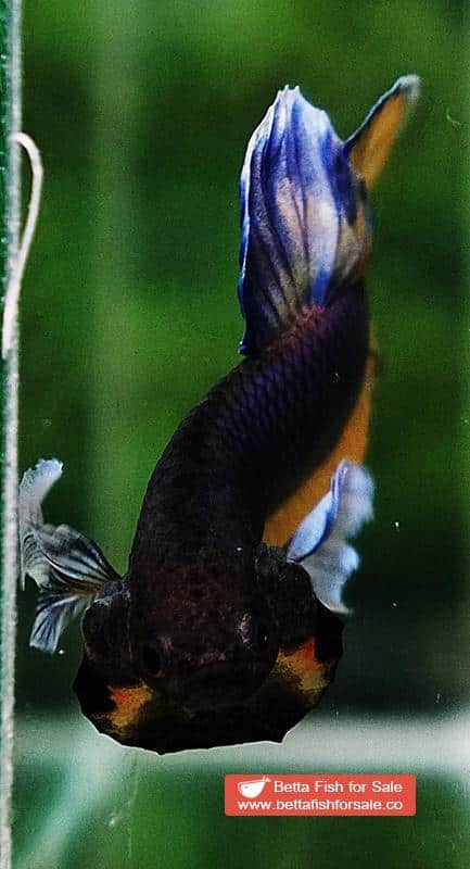 Betta fish HMPK Purple Mustard Gas Dumbo - Image 6