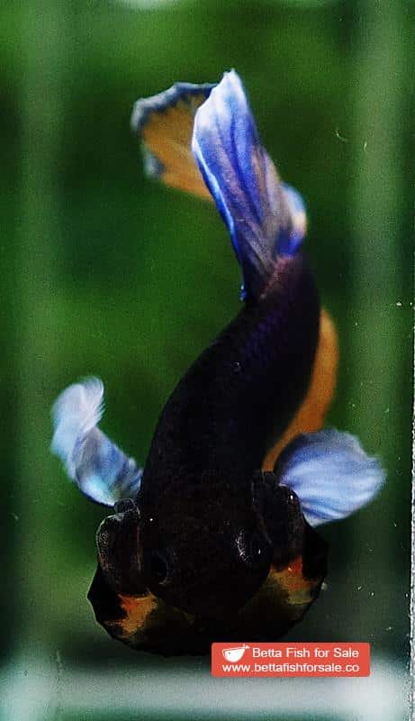 Betta fish HMPK Purple Mustard Gas Dumbo - Image 7