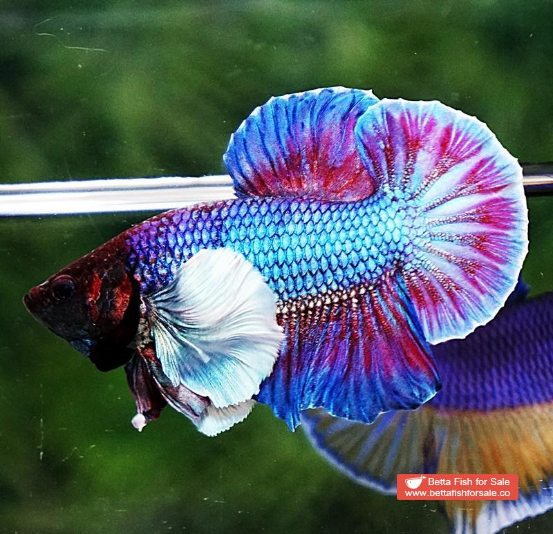 Betta fish HMPK Metallic Purple Dumbo - Image 2