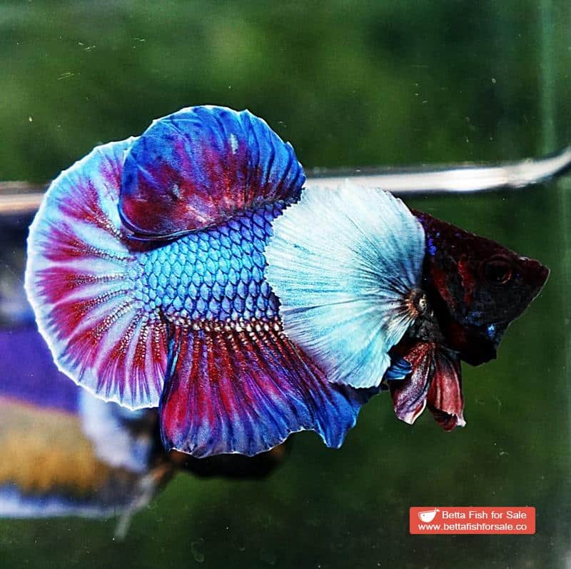Betta fish HMPK Metallic Purple Dumbo - Image 3