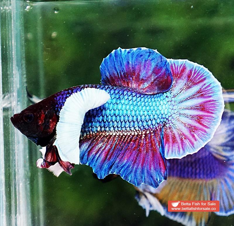 Betta fish HMPK Metallic Purple Dumbo - Image 6