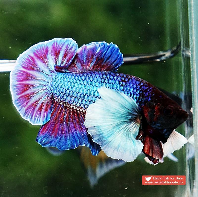 Betta fish HMPK Metallic Purple Dumbo - Image 5