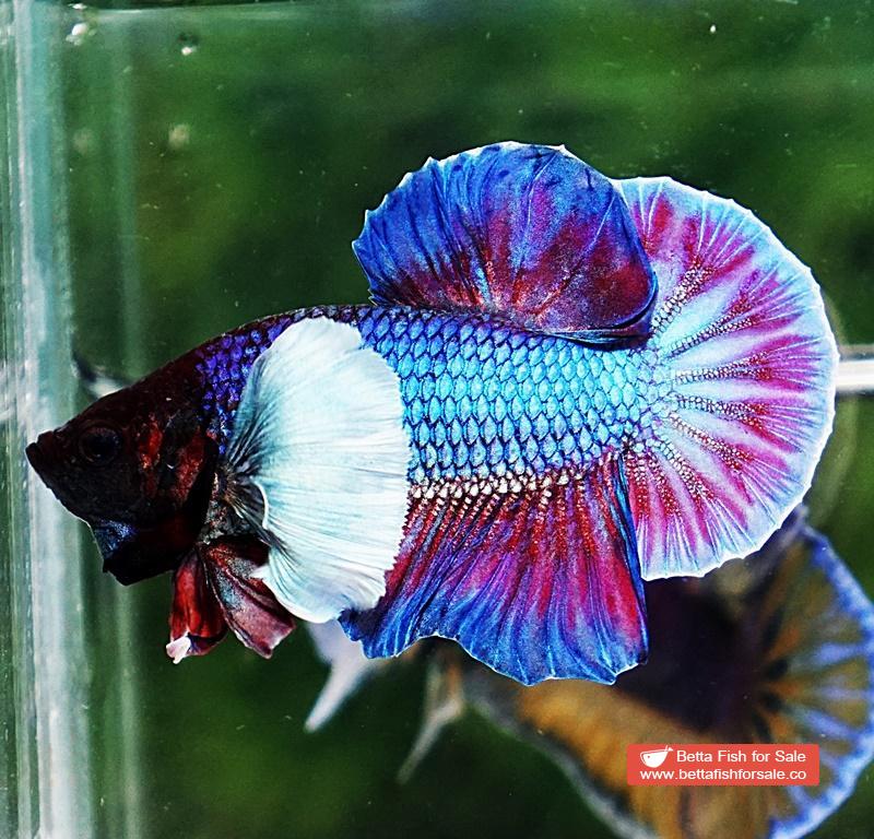 Betta fish HMPK Metallic Purple Dumbo - Image 4
