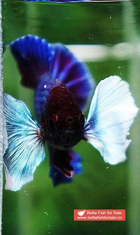 Betta fish HMPK Metallic Purple Dumbo - Image 7