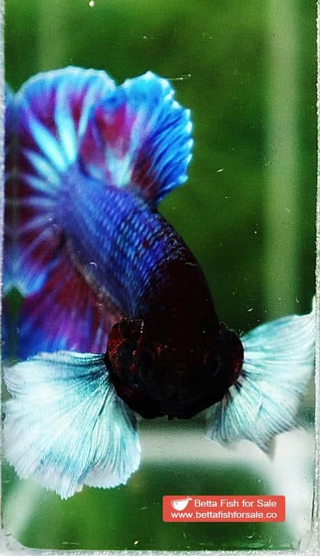 Betta fish HMPK Metallic Purple Dumbo - Image 8