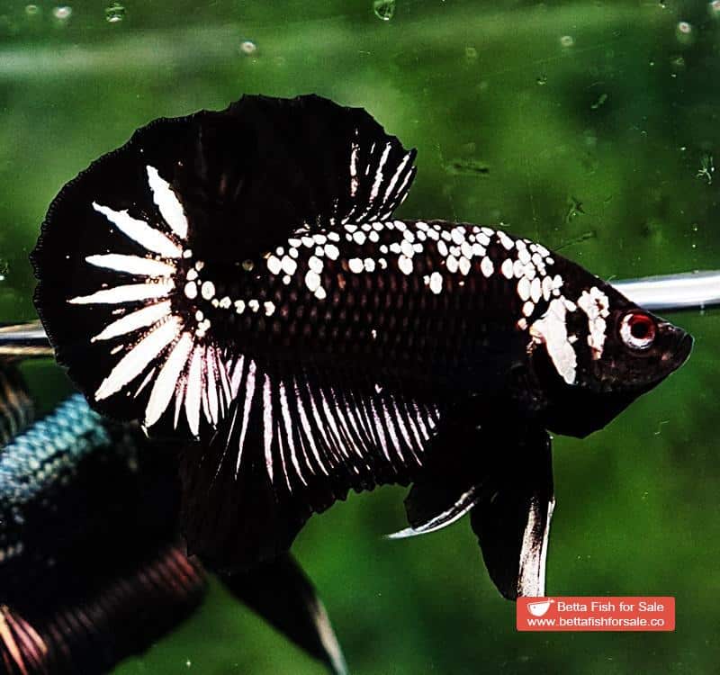 Betta fish OHMPK Strong Black Samurai Star - Image 4