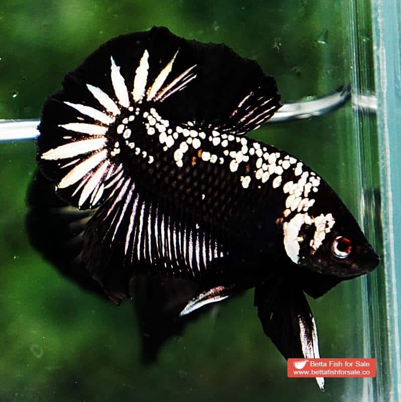 Betta fish OHMPK Strong Black Samurai Star - Image 5