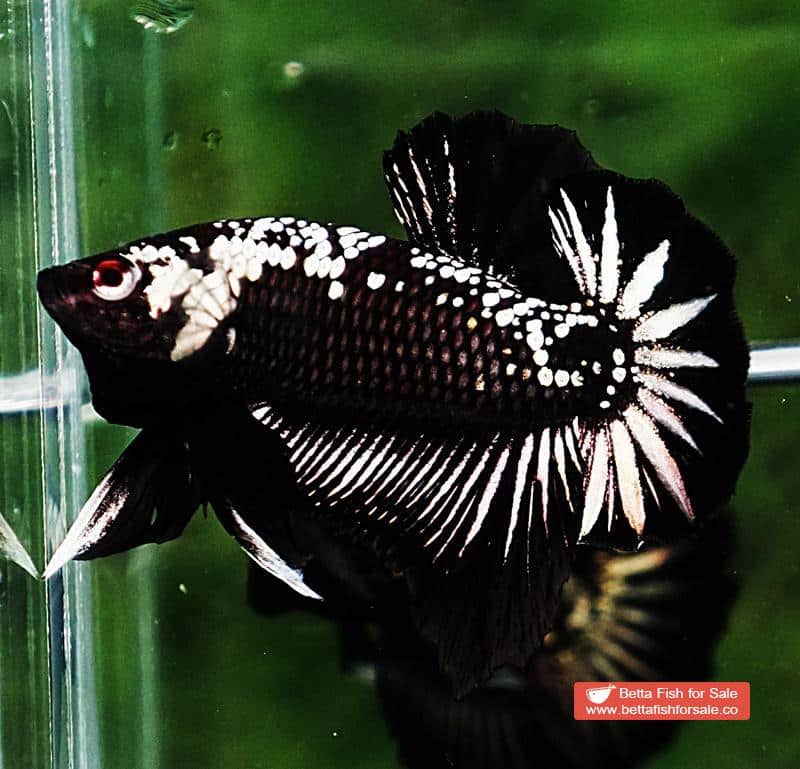 Betta fish OHMPK Strong Black Samurai Star - Image 3