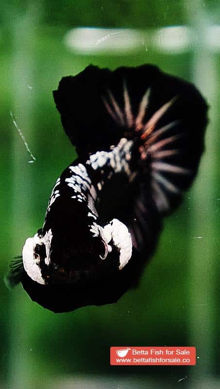 Betta fish OHMPK Strong Black Samurai Star - Image 6