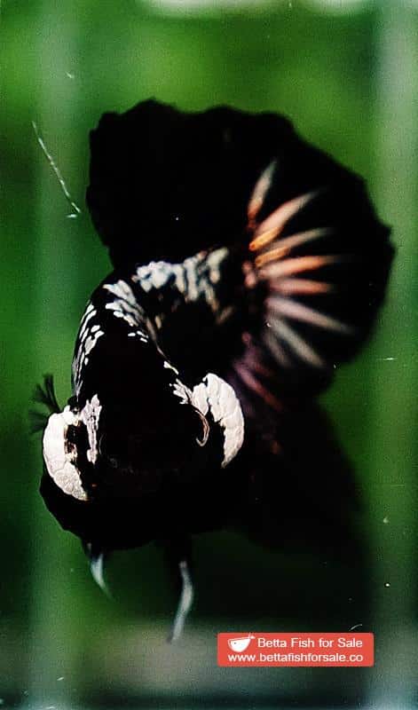 Betta fish OHMPK Strong Black Samurai Star - Image 7