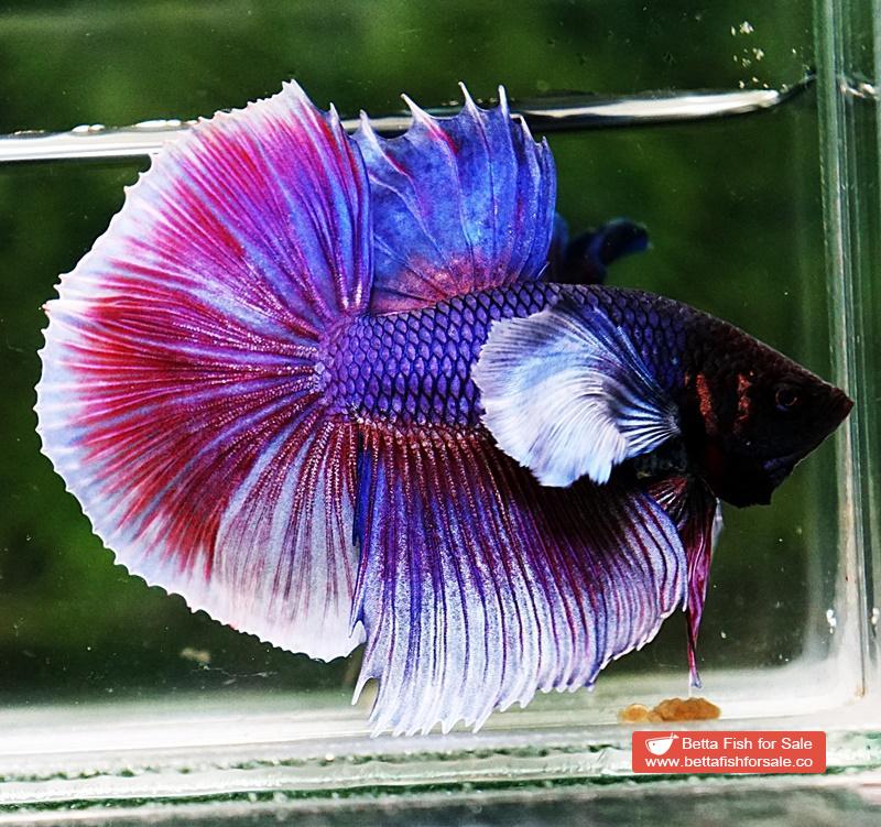 Betta fish HM Purple & Pink Lavender Dumbo - Image 4