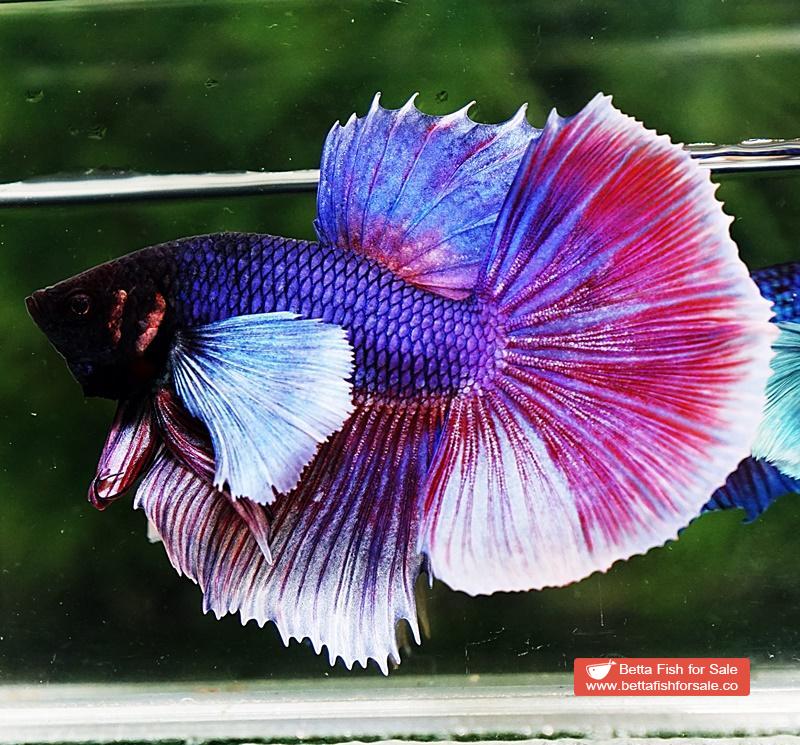 Betta fish HM Purple & Pink Lavender Dumbo - Image 3