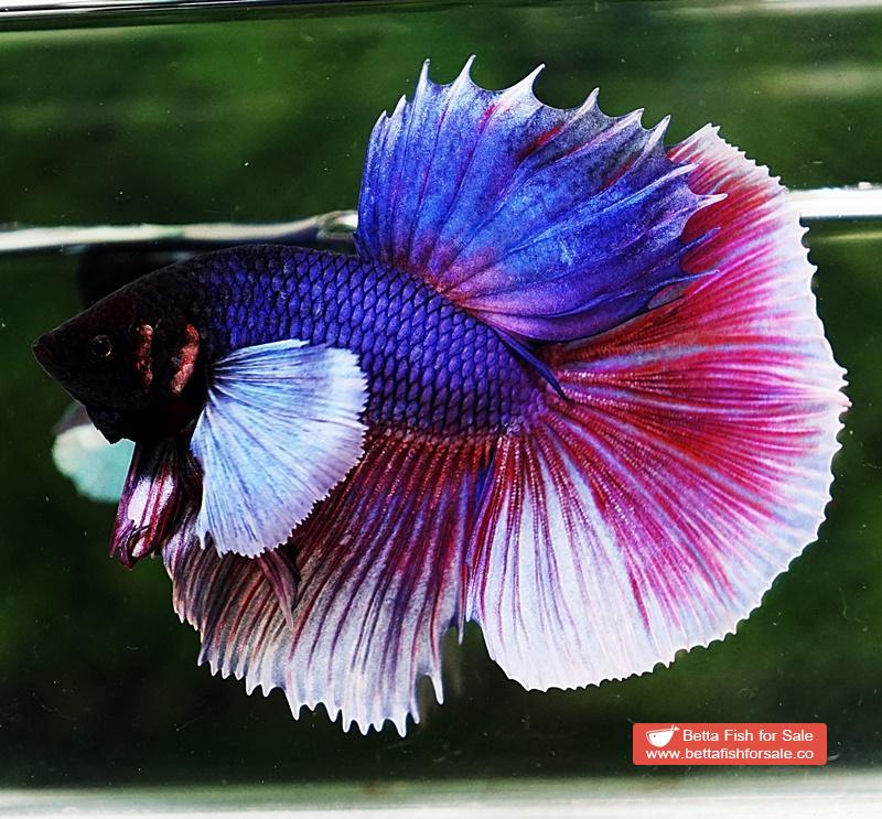Betta fish HM Purple & Pink Lavender Dumbo - Image 5
