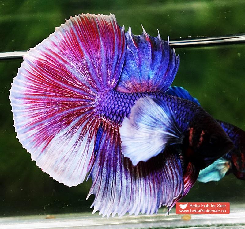 Betta fish HM Purple & Pink Lavender Dumbo - Image 2