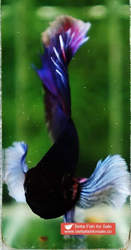 Betta fish HM Purple & Pink Lavender Dumbo - Image 6