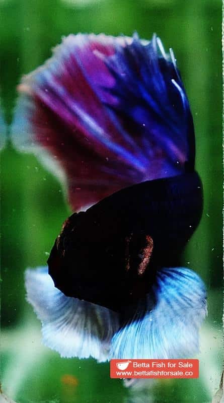 Betta fish HM Purple & Pink Lavender Dumbo - Image 7